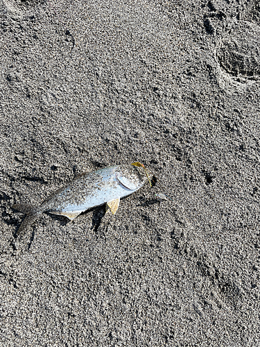 ショゴの釣果