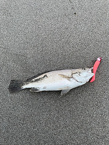 ニベの釣果