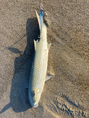 ボラの釣果