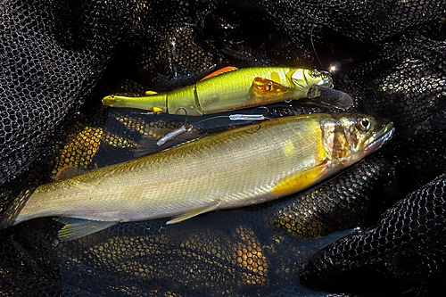 アユの釣果