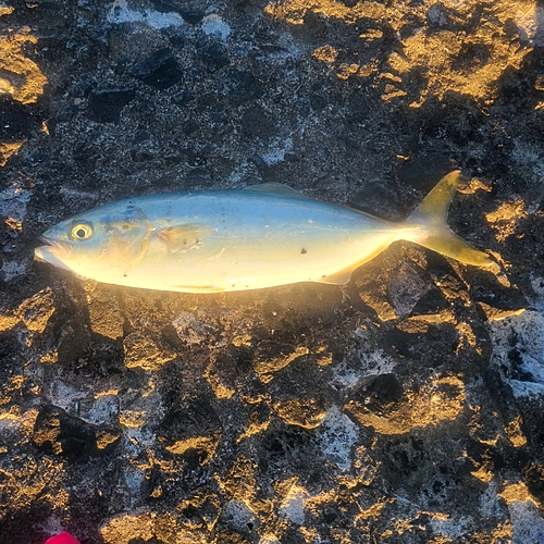 ワカシの釣果