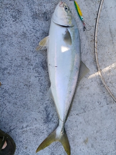 ハマチの釣果