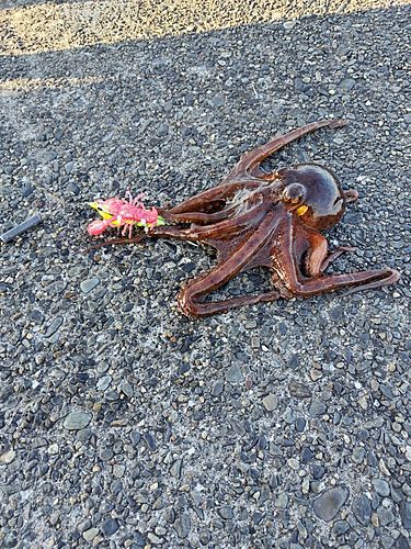 タコの釣果