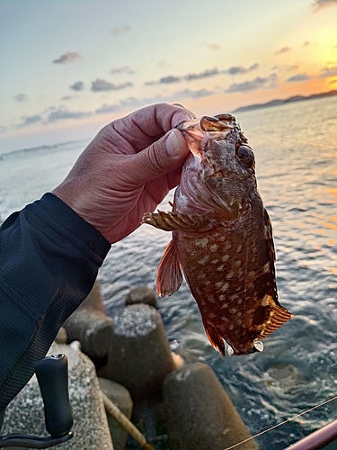 ガシラの釣果