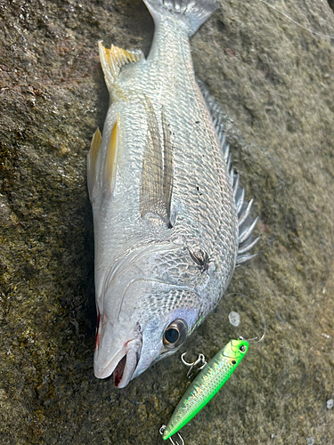 キビレの釣果