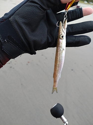 カマスの釣果