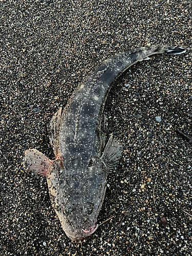 マゴチの釣果