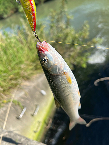 ウグイの釣果