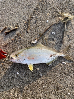 ショゴの釣果