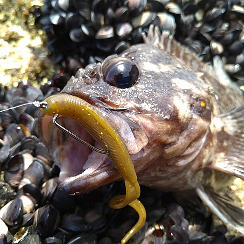 ムラソイの釣果