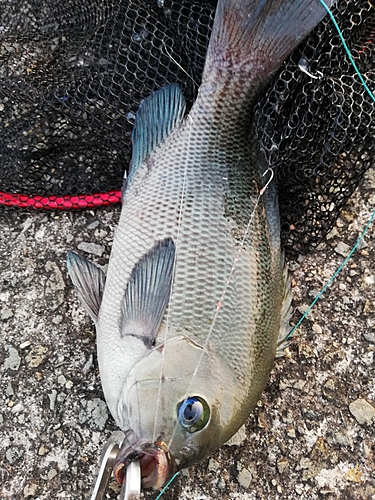 グレの釣果