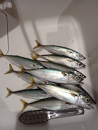 サバの釣果