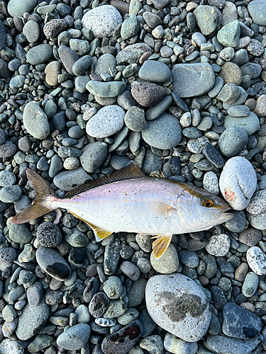 ショゴの釣果