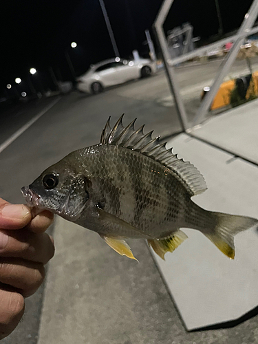 キビレの釣果