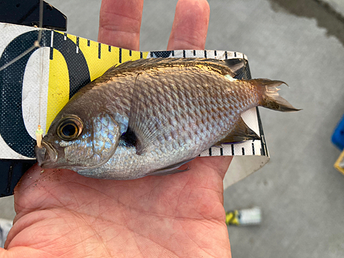 スズメダイの釣果