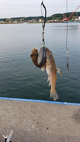 シャコの釣果