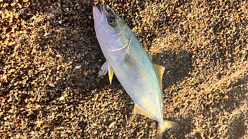 ワカシの釣果