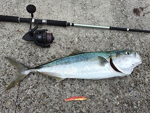 メジロの釣果