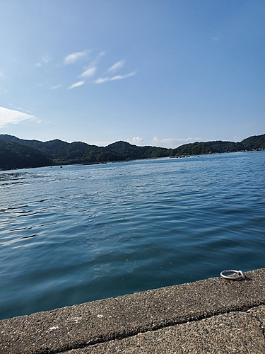 カマスの釣果