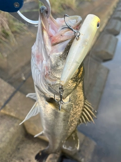 シーバスの釣果