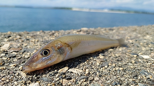 キスの釣果