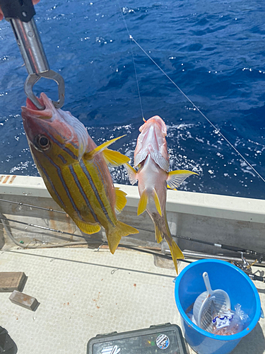 イトヨリダイの釣果