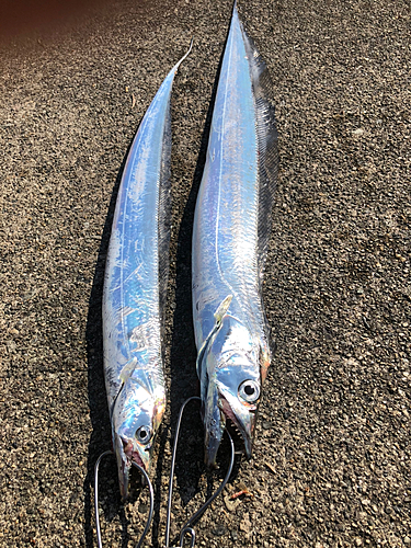 タチウオの釣果