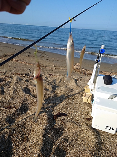 シロギスの釣果