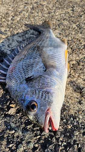 キチヌの釣果