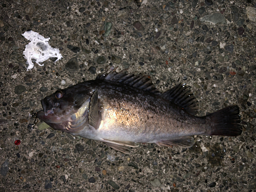 クロソイの釣果