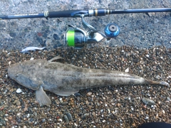 マゴチの釣果