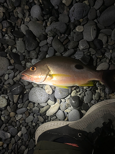 クロホシフエダイの釣果