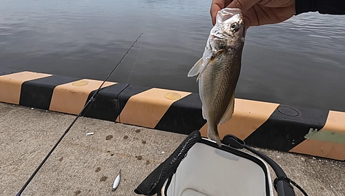 イシモチの釣果