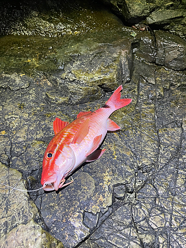 ホウライヒメジの釣果