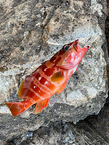 アカハタの釣果