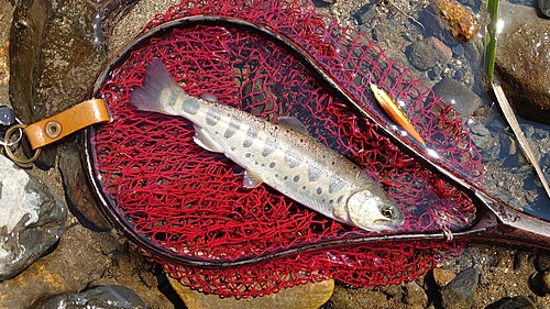 アマゴの釣果