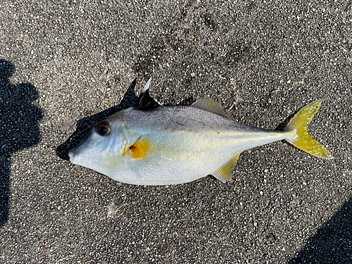 ギマの釣果