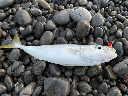 ワカナゴの釣果