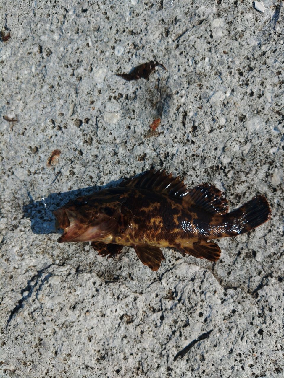 タケノコメバル