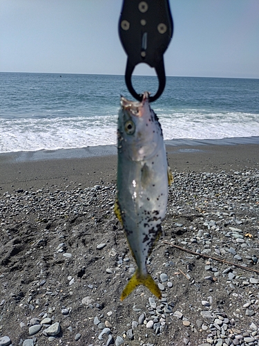 ワカシの釣果