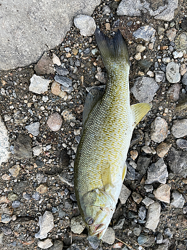 スモールマウスバスの釣果