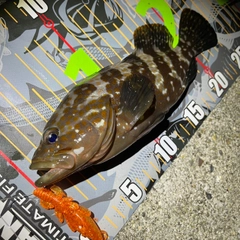 アコウの釣果