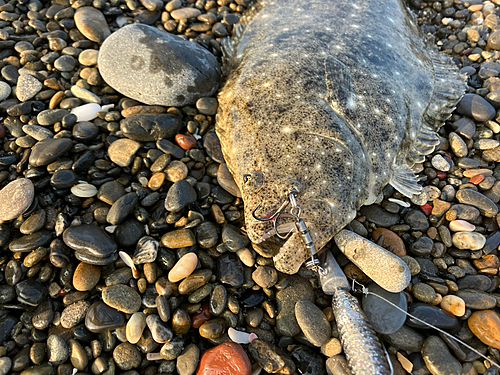 ソゲの釣果