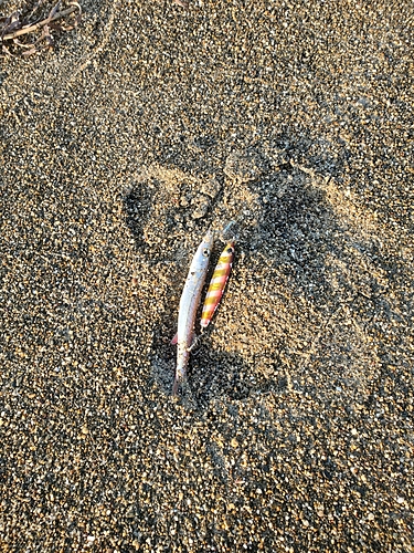 カマスの釣果