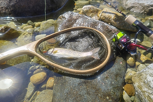 イワナの釣果