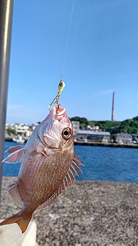 マダイの釣果