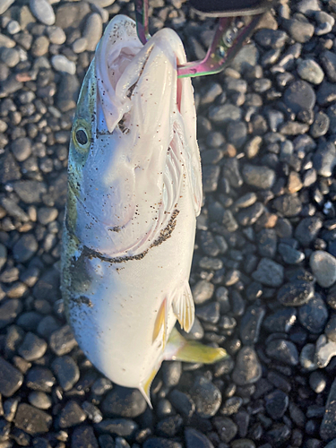 ワカシの釣果