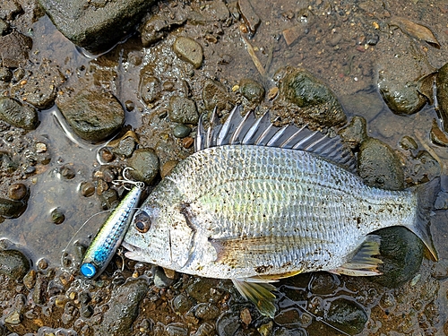 キビレの釣果