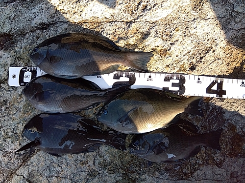 クチブトグレの釣果