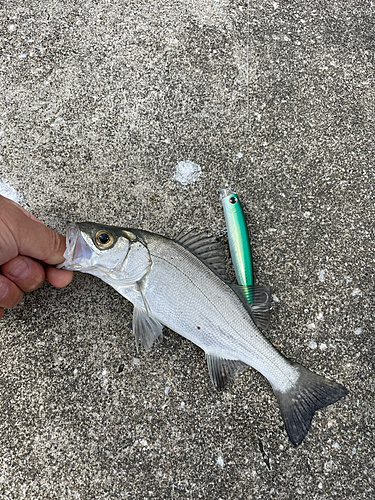 スズキの釣果